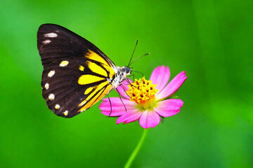 Fototapeta premium Close up of a belanois java butterfly perched on a cosmos flower