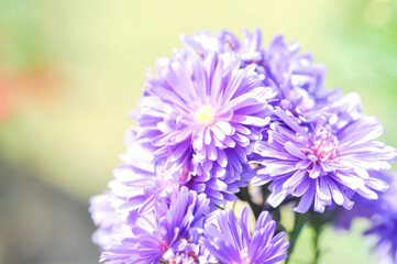 Aster,Heath Aster or Symphyotrichum ericoides L G L Nesom or new England aster or Symphyotrichum ericoides or purple aster