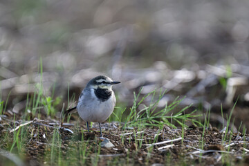 Obraz premium ハクセキレイ