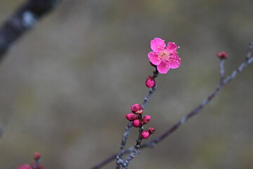 梅の花