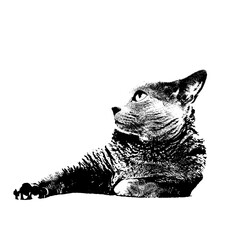 猫の顔　シルエット　スプレーアート風