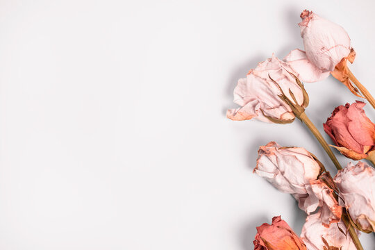 Dried roses laid out on the side on white background. The speed of time.