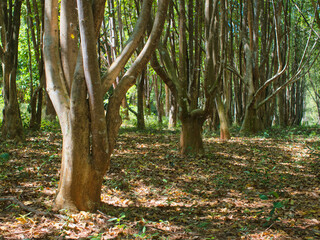 Fototapeta premium Agarwood tree in the plant,Perfume industry