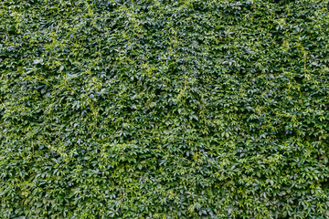 Dense, vibrant wall covered in climbing ivy, with leaves tightly packed to create a rich, textured green canvas. The natural pattern of overlapping foliage conveys a sense of tranquility and organic b