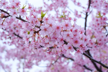 Fototapeta premium Vibrant pink Kawazu cherry blossoms brightening up the spring park