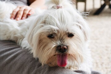 White Dog Panting with Tongue Out Owner Petting Lap Canine Behavior Expression