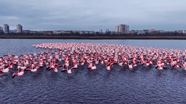A spectacular display of flamingos rises from the tranquil waters at sunrise, with city skyscrapers standing tall in the backdrop, blending nature and urban life beautifully.