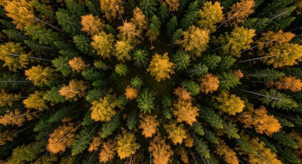 Autumn Canopy: Aerial View of Changing Forest Colors