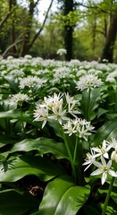 Sun-Dappled Wildflowers: Forest Floor Bloom