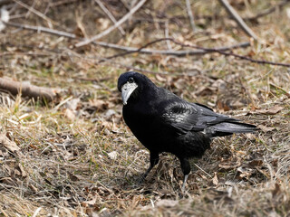 Obraz premium A black rook bird (Corvus frugilegus) with a distinctive pale, bare face patch stands on dry ground with grass and fallen leaves. The natural light highlights its glossy black feathers.