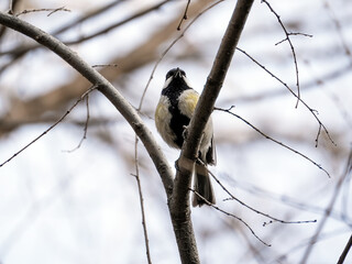 A small Great Tit (Parus major) bird perches on a bare tree branch in winter or early spring. The bird sings.