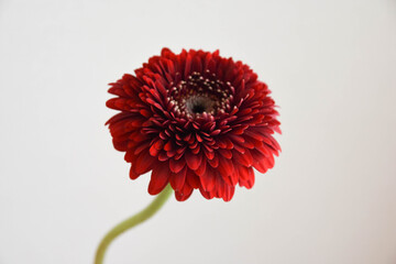 赤いガーベラ