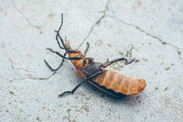 Beetle lying on its back on concrete surface