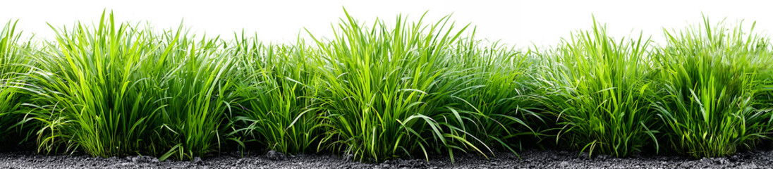 Obraz premium Lush green grass border with dark soil texture isolated on white