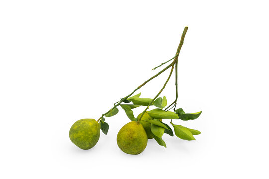 Two small green citrus fruits hanging from a twig with fresh leaves, isolated on Transparent background; natural botanical still life.