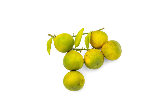 Refreshing Green Citrus Fruit Cluster with Leaves Isolated on Transparent Background: A Juicy Source of Natural Vitamin C