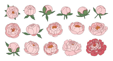 Obraz premium Beautiful collection of pink peony flowers and buds in different stages of bloom for wedding invitations and floral graphics.