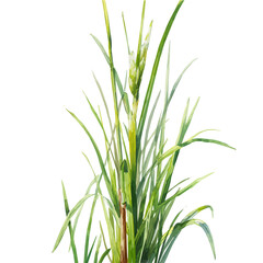 Naklejka premium watercolor of Lemongrass, vector, isolated on a white background.