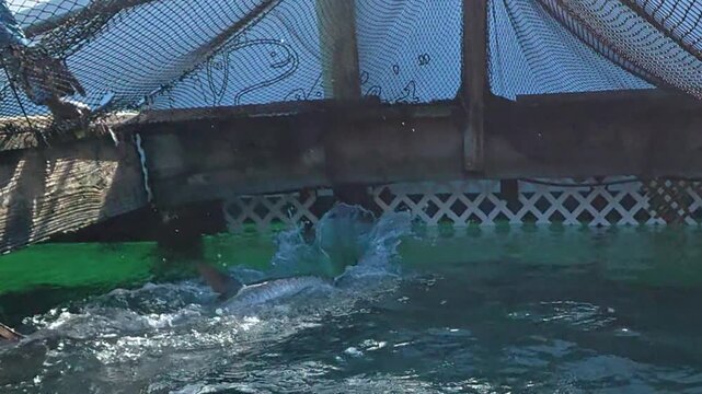 Slow motion footage of an Atlantic Tarpon (Megalops atlanticus) being hand fed fish in Islamorada, Florida, USA