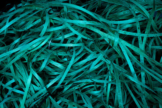 Un tas de fil plastique en boule retrouv&eacute; sur une plage en France