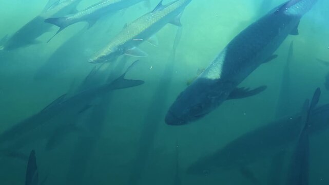 4K video of Atlantic tarpon (Megalops atlanticus) near the surface of a marina in Islamorada, Florida, USA