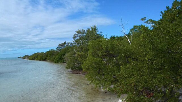 4K video of the mangroves on Islamorada, Florida, USA