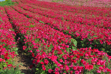 Charming field  pink buttercups