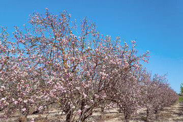 Almond blossoms