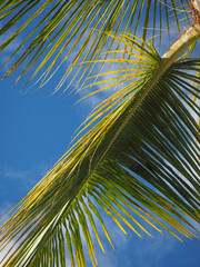 dettaglio di palma su cielo azzurro