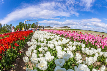 Tulips are illuminated by the spring sun.