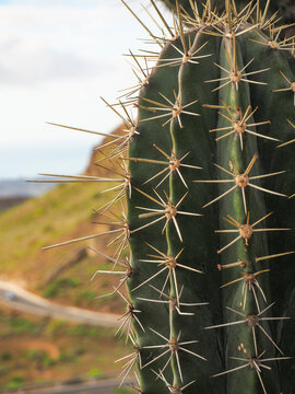 cactus e spine pungenti