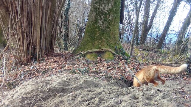 red fox passes by the badger's den in the woods