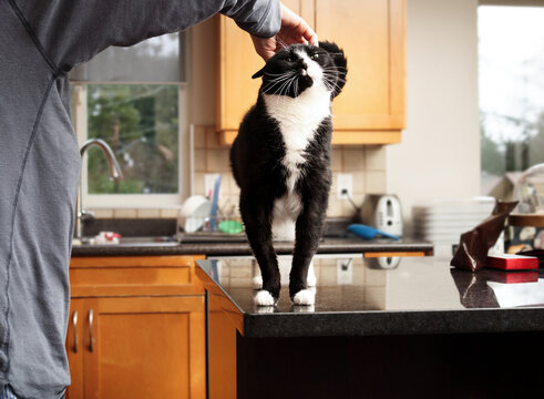 Happy senior cat with bowed legs standing on kitchen counter while being petted by owner. Effects of hyperthyroidism, including weight loss and persistent muscle weakness. Selective focus.
