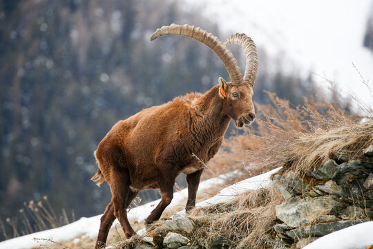 Stambecco maschio nel parco nazionale del Gran Paradiso. Valsavaranche, Val d'Aosta (Italia)