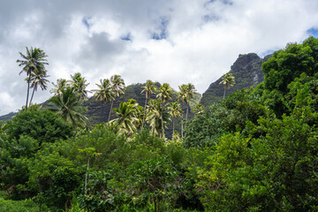Tropical forest and Mount Temetiu in Hiva Oa, Marquesas Islands, French Polynesia
