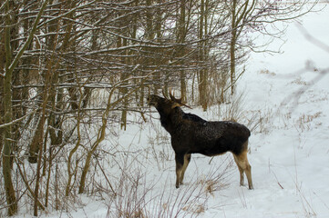Duży łoś na zimowej polanie obgryzający gałązki na drzewie. © Monika