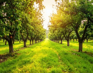 Fototapeta premium Serene Apple Orchard Pathway Surrounded by Lush Green Trees