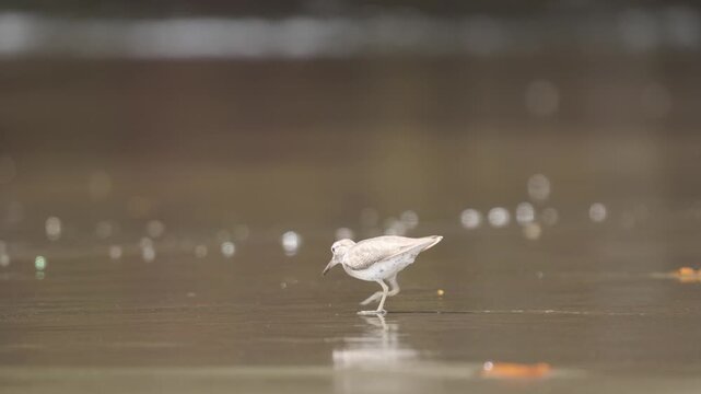 Spotted Sandpiper (Actitis macularius) foraging by probing its bill into sand and mud along the beaches of the Pacific coast of Colombia. The bird searches for hidden prey in the wet substrate, 