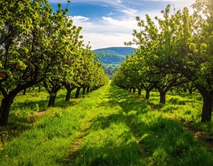 Fototapeta premium Lush Orchard Grove Under Bright Blue Sky with Green Grass