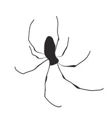 spider on a white background