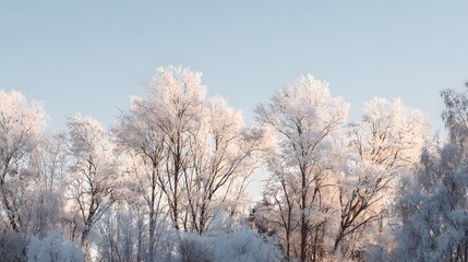 Obraz premium Winter Trees Covered in Frost Under a Clear Blue Sky.