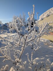 frosty tree branches cold weather in the north of Sweden 