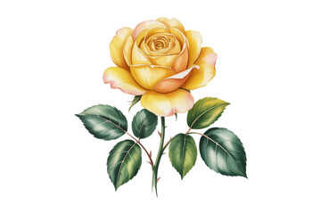 Naklejka premium Yellow Watercolor Rose Flower Isolated on Transparent Background Botanical Illustration