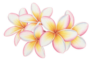 Watercolor Plumeria Flowers Isolated on Transparent Background Tropical Floral Illustration. Plumeria Flower Blossoms PNG.