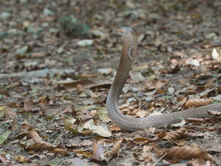 Fototapeta premium Cobra deadly serpent living on a dry leaf in the forestin nature