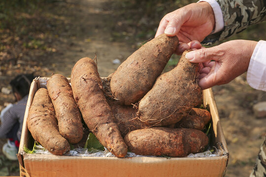 Freshly Dug Yams in Farmer's Hands from Yunnan Plateau Harvest