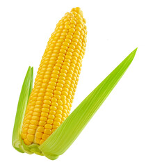 Flying Corn cob isolated on white background. Fresh  Sweet corn with green leaves. Levitation