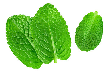 Flying Mint leaves isolated. Fresh Mentha, melissa leaf&nbsp;on white background. Mint  top vieew