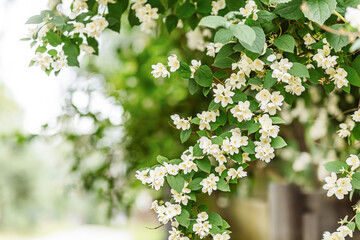 White jasmine flowers on green branches with soft bokeh background, spring nature floral backdrop with copy space. © annaartday