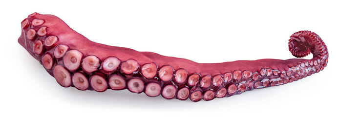 Octopus tentacle isolated over white background. Octopus's arm with Octopus suckers closeup.  Package design element